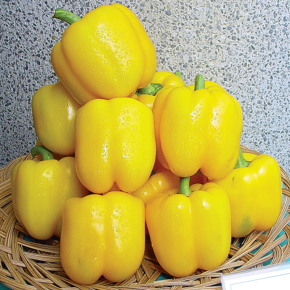 Golden Star Pepper