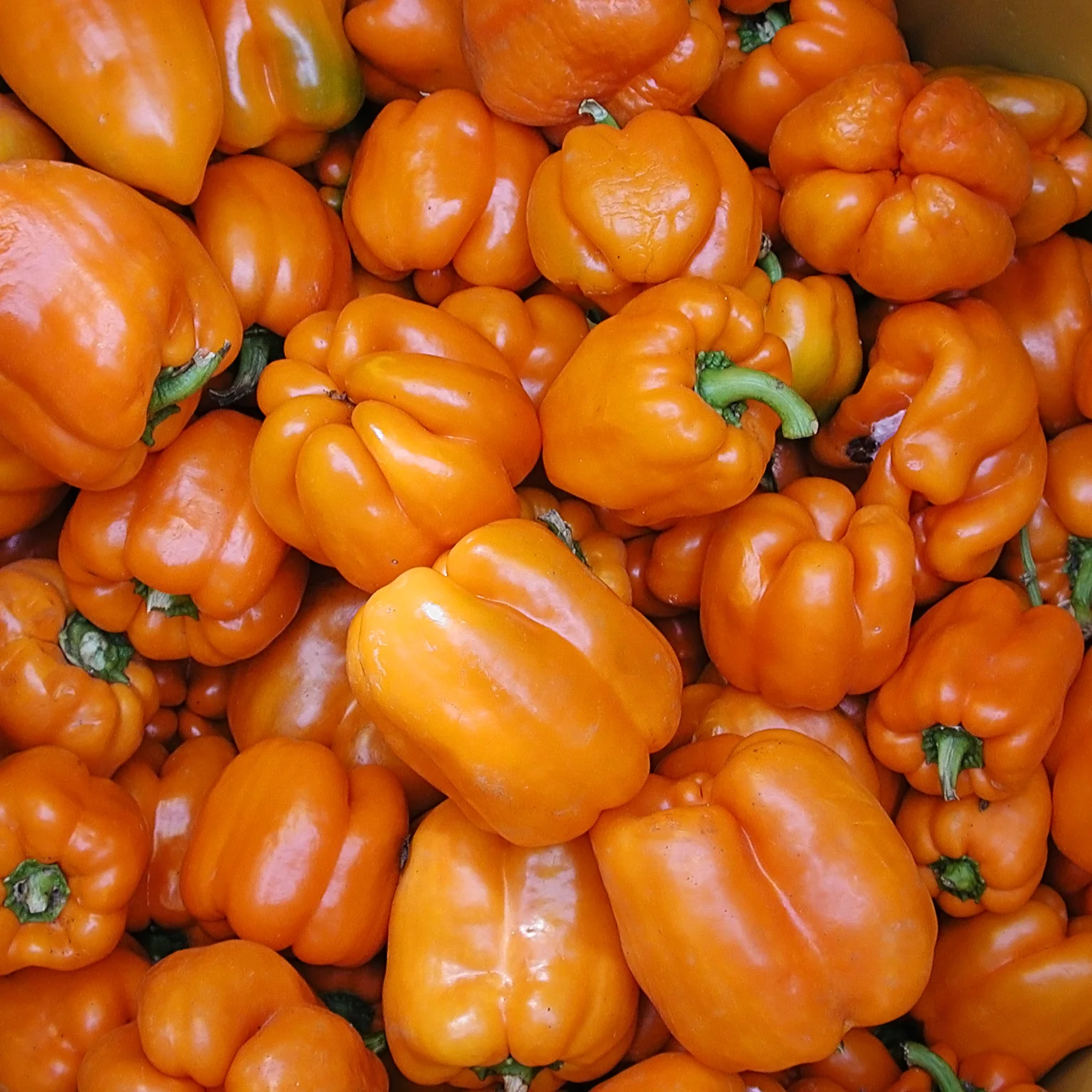 Gourmet Pepper