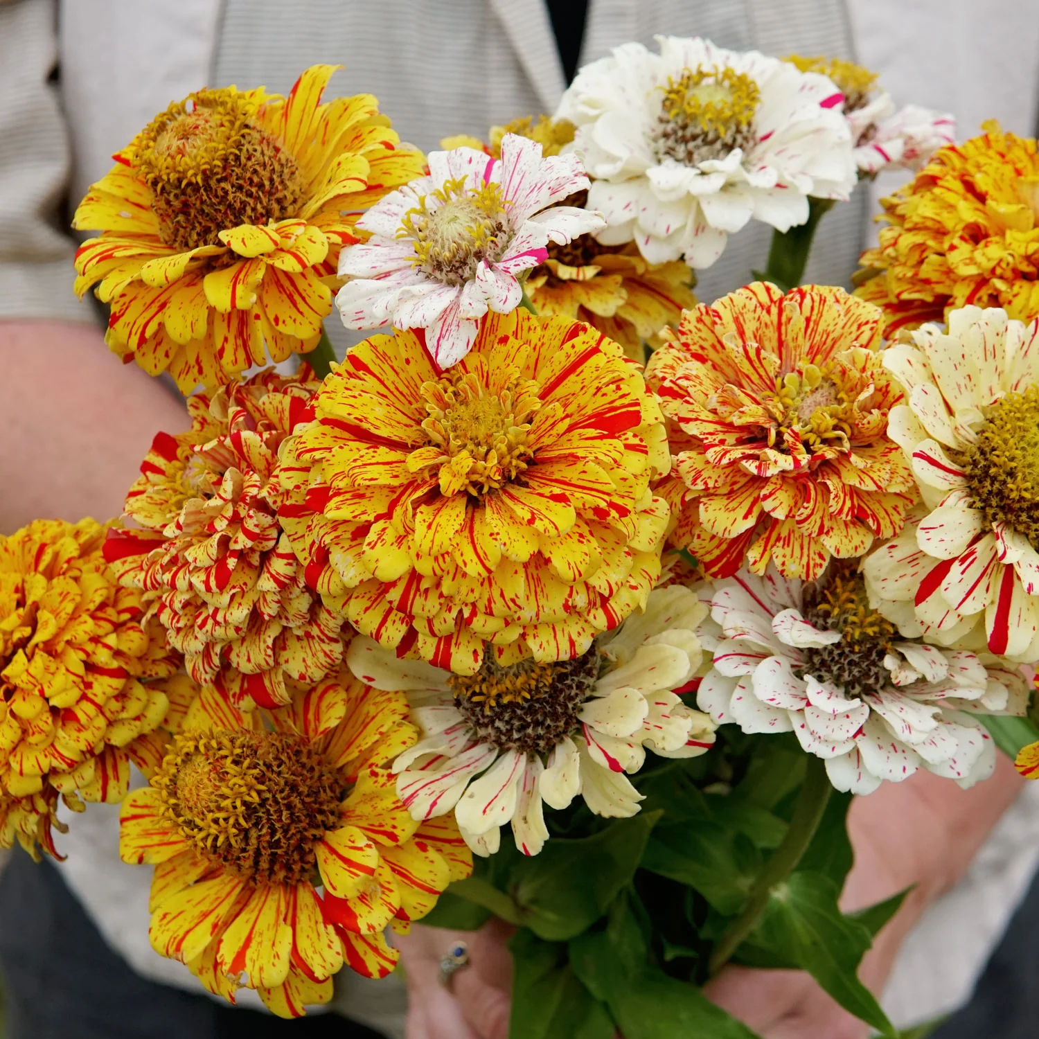 Peppermint Stick Zinnia - Image 2