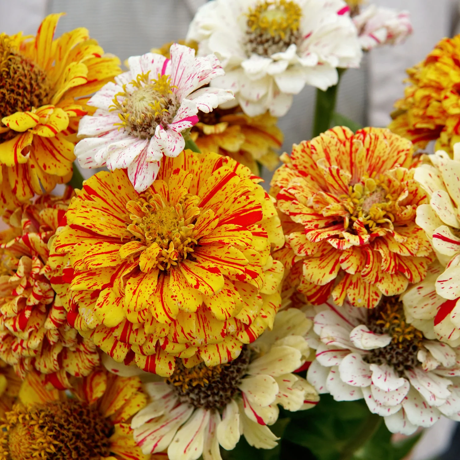 Peppermint Stick Zinnia - Image 8