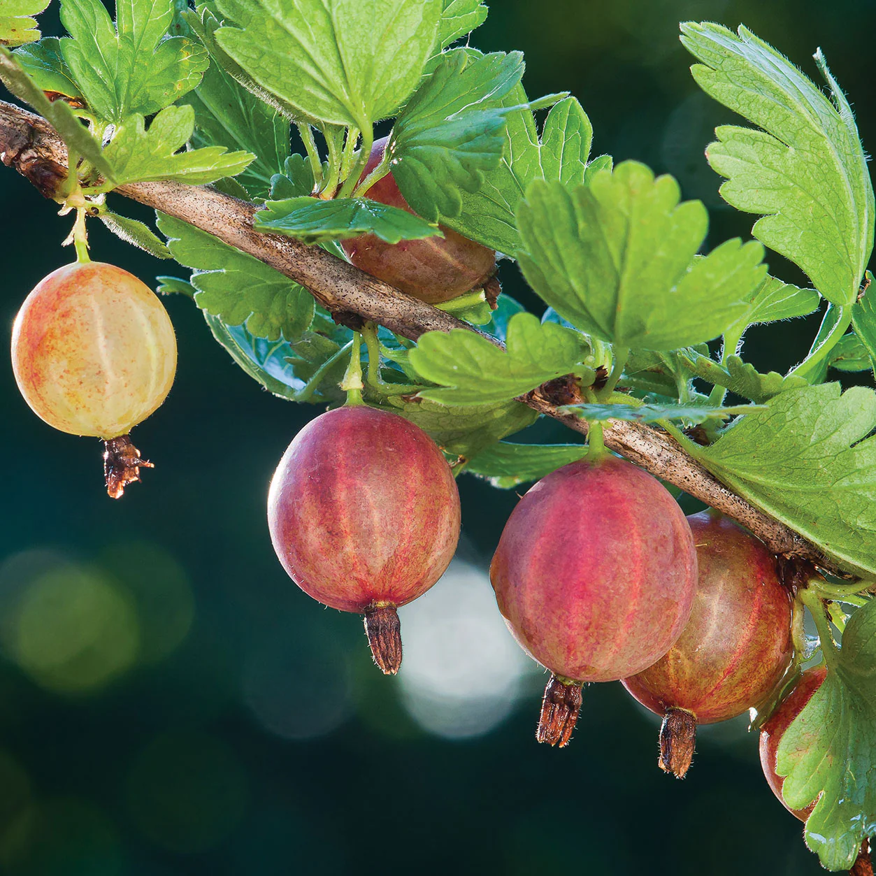 Pixwell Gooseberry Plant