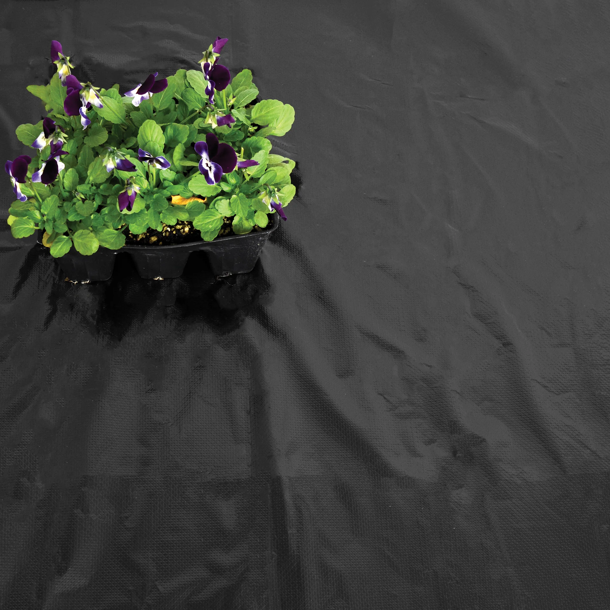 Black Mulch