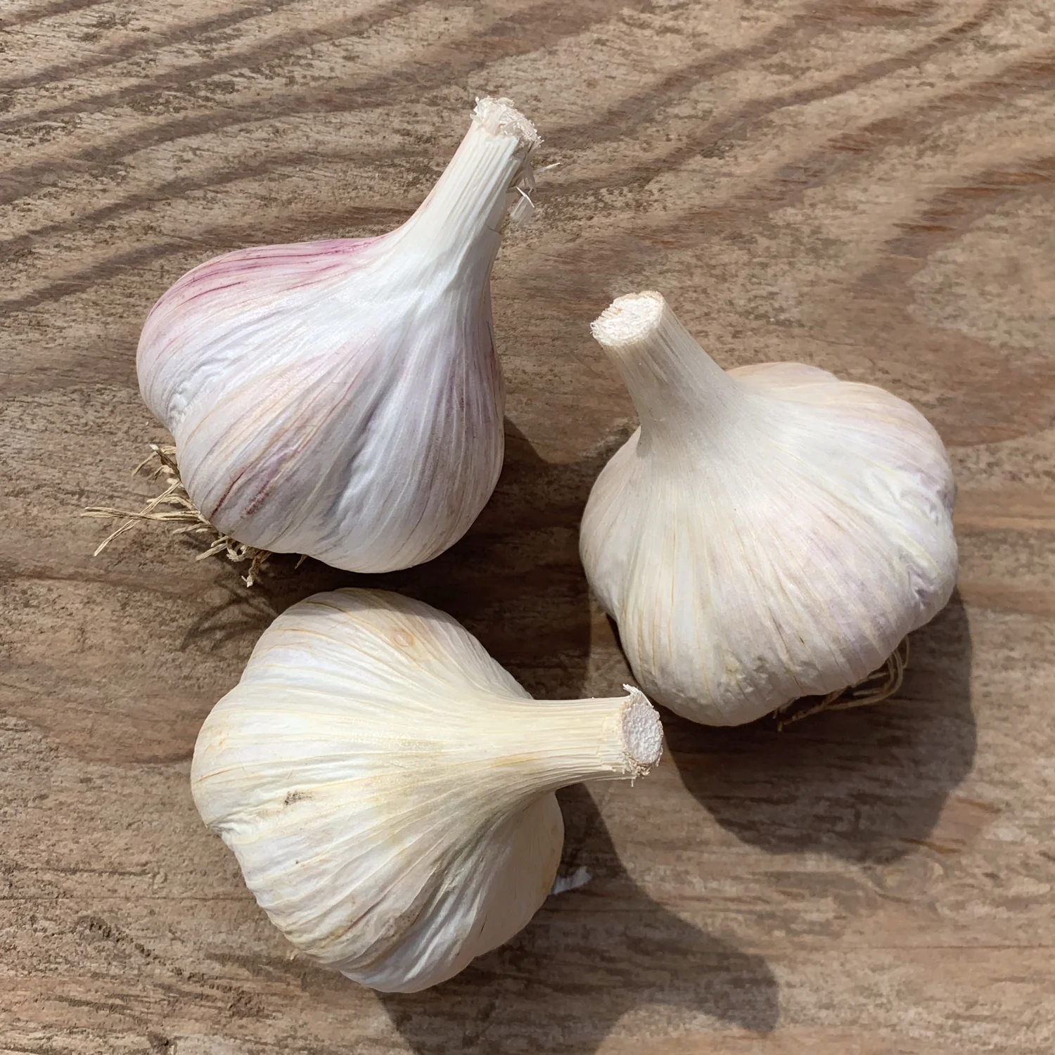 New Garlic Arrivals