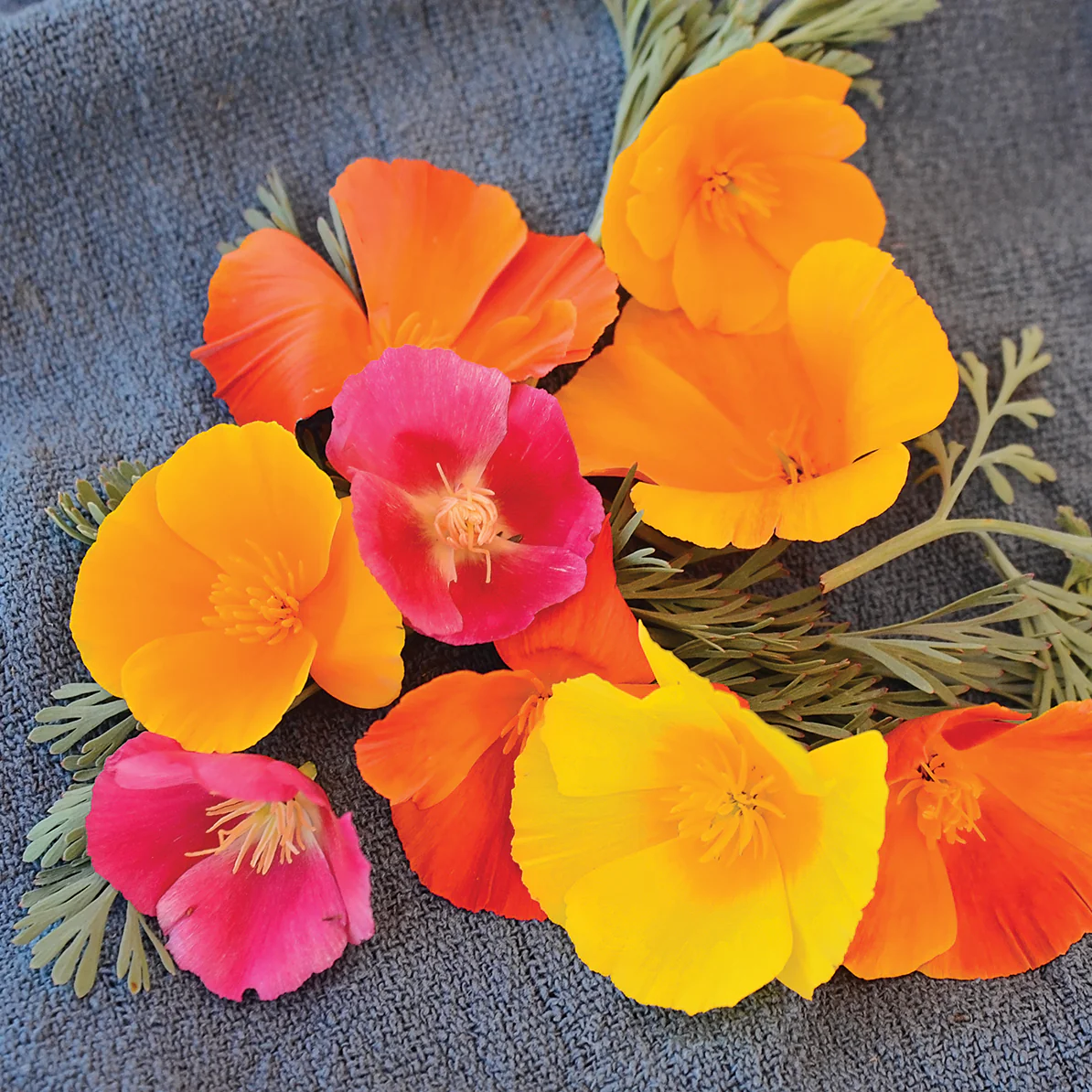 California Mission Bells Poppy - Image 2