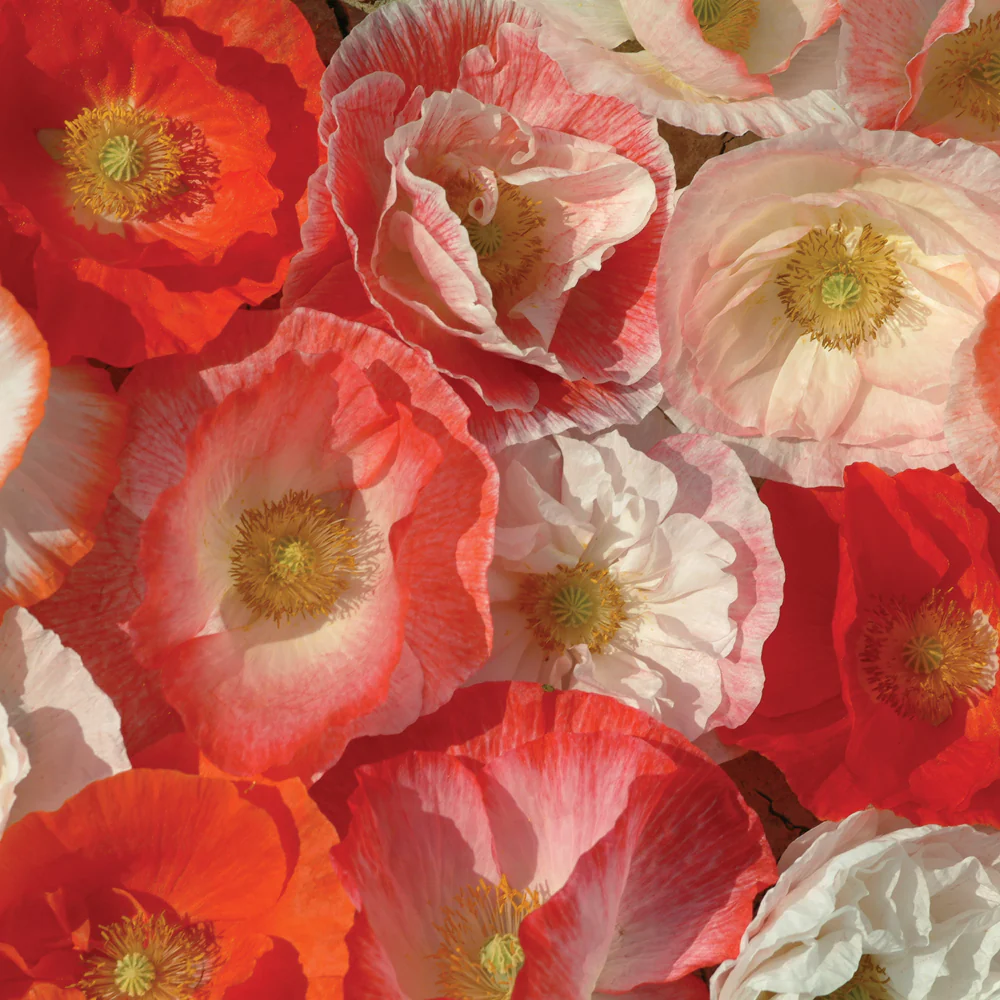 Falling In Love Poppy - Image 2