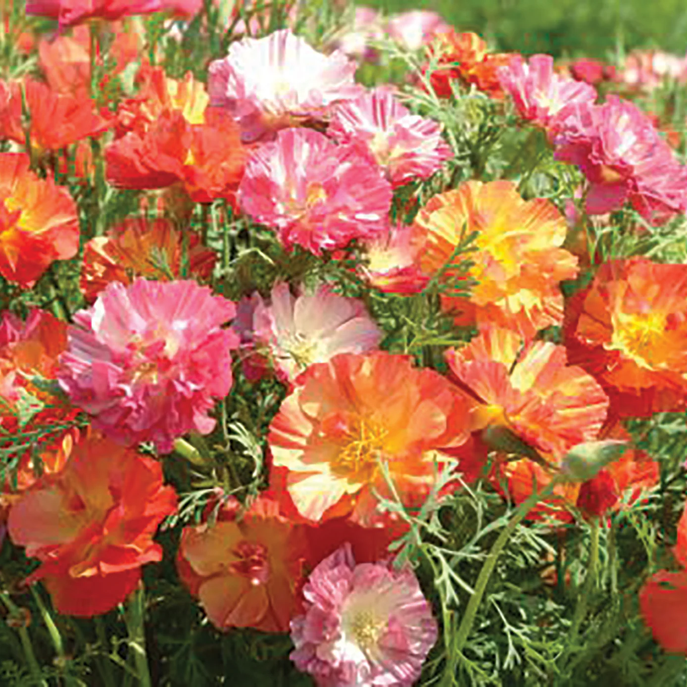 XL Jelly Beans Poppy - Image 2
