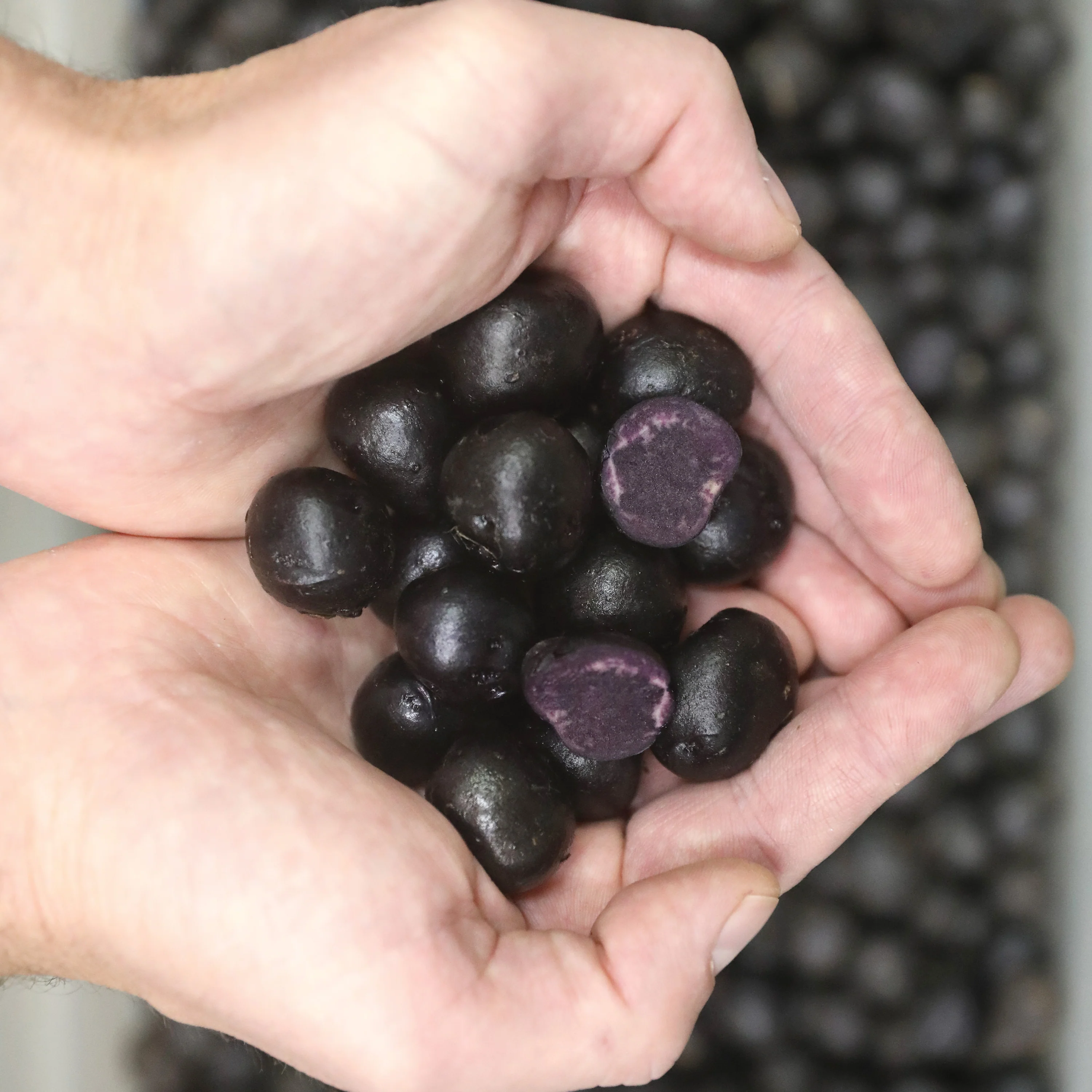 Blackberry Potato - Image 2