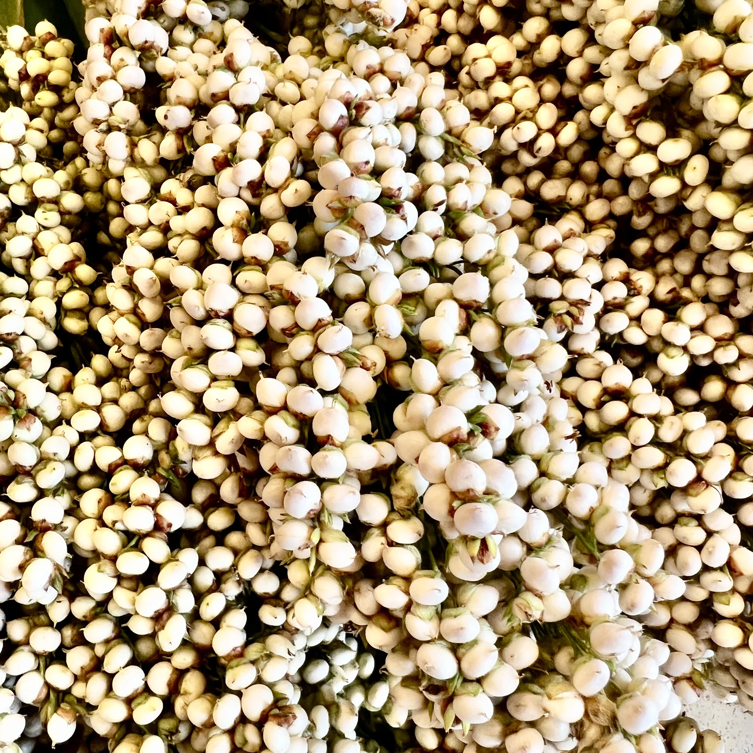 Prairie Pearls Mix Sorghum Grass - Image 5