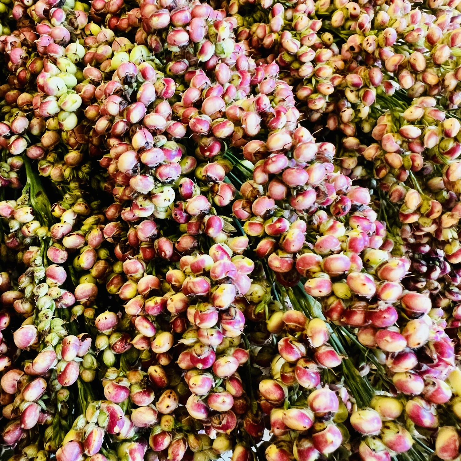 Prairie Pearls Mix Sorghum Grass - Image 6
