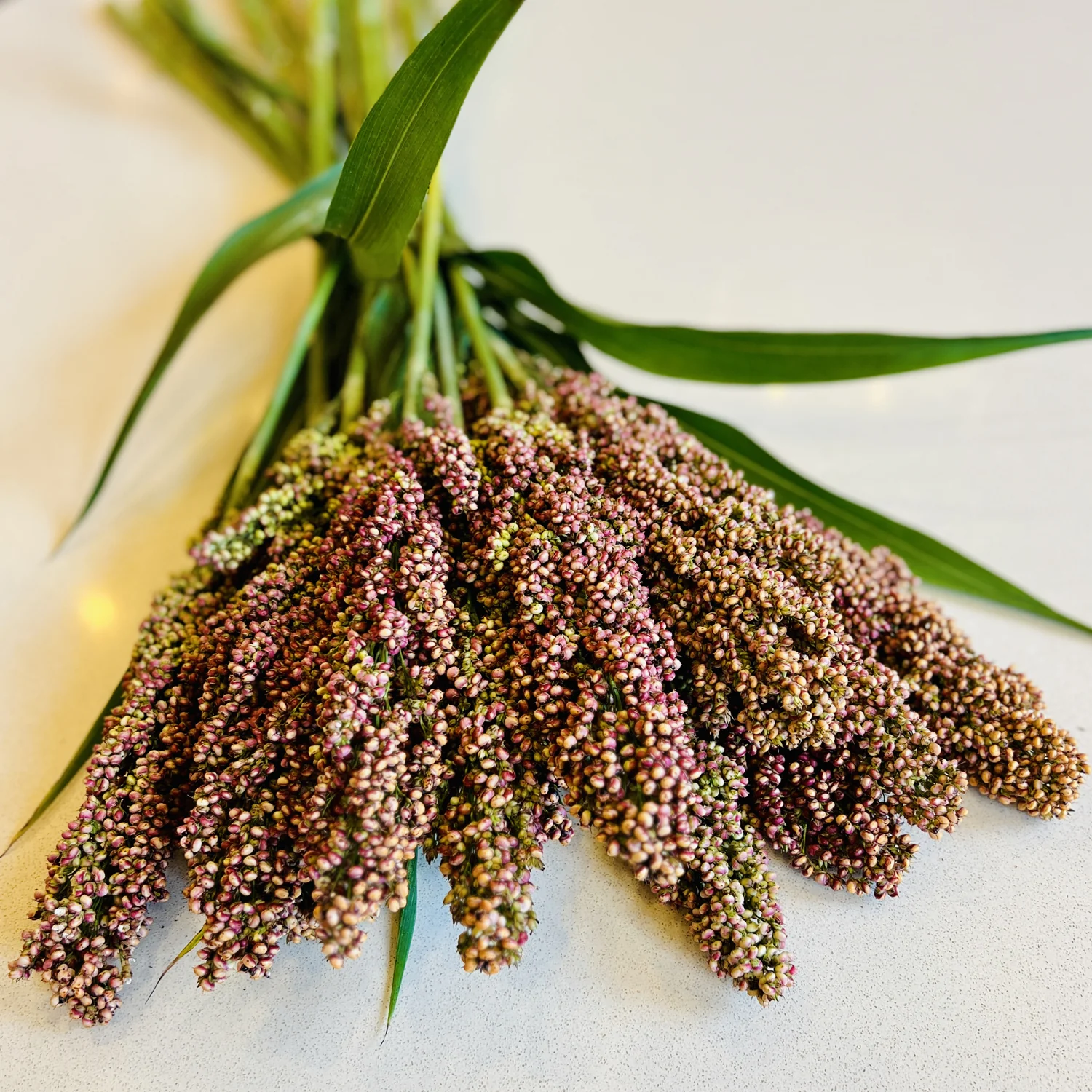 Prairie Pearls Mix Sorghum Grass - Image 8