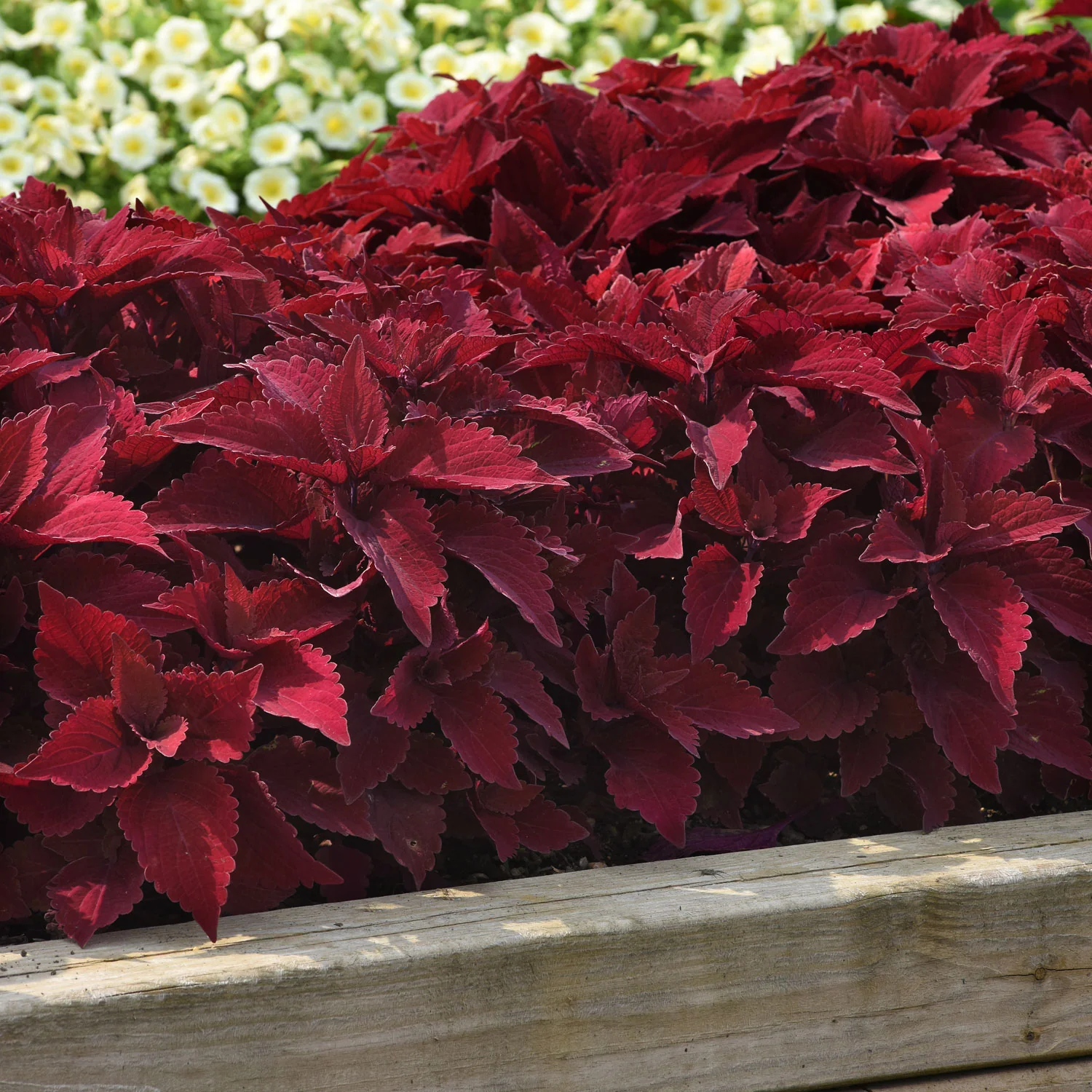 Premium Sun Sweet Paprika™ Coleus - Image 3
