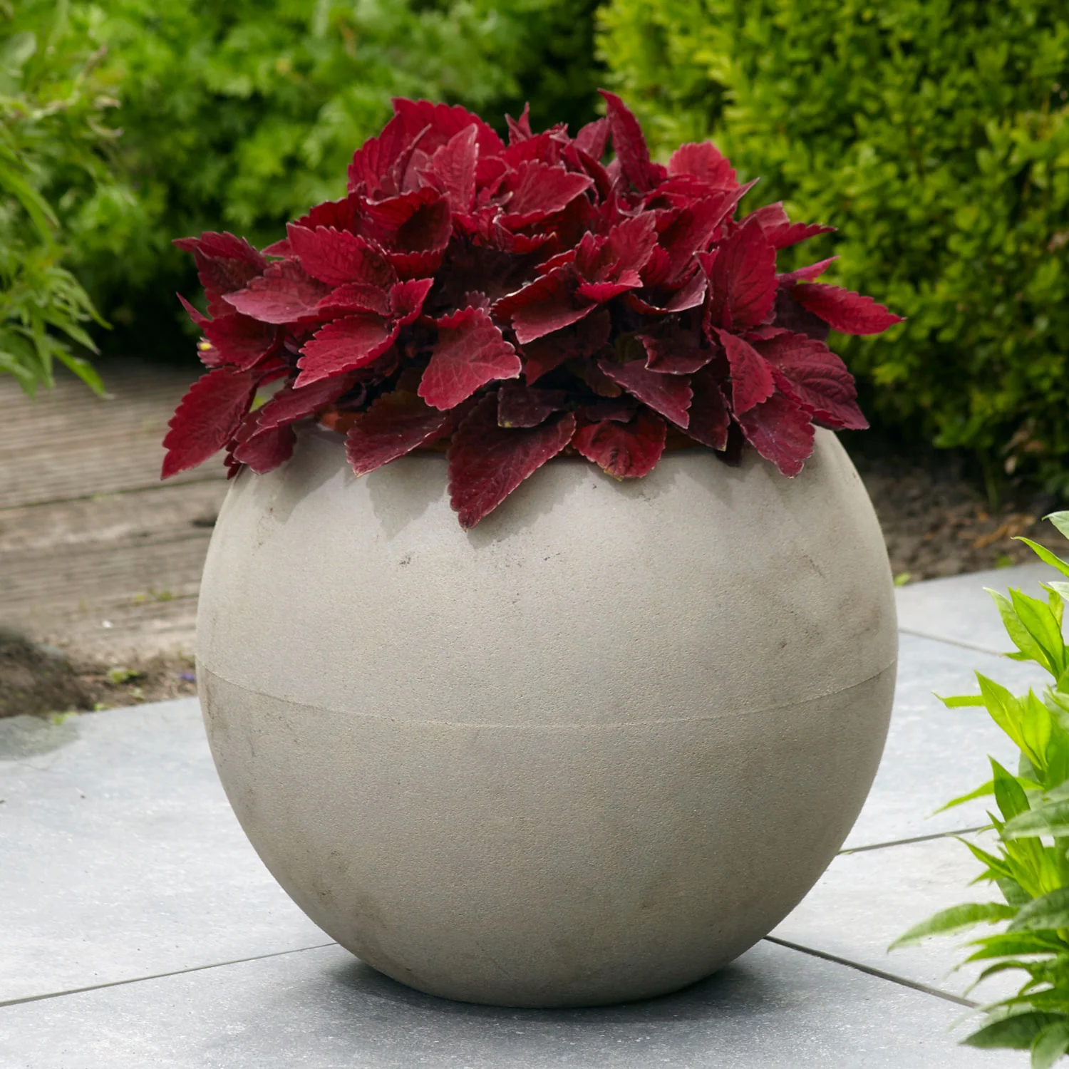 Premium Sun Sweet Paprika™ Coleus - Image 4