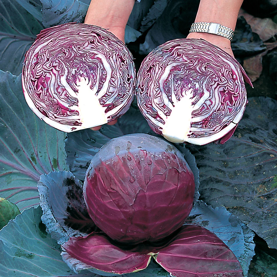 Primero Cabbage