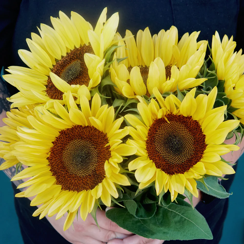 Procut® Peach Sunflower