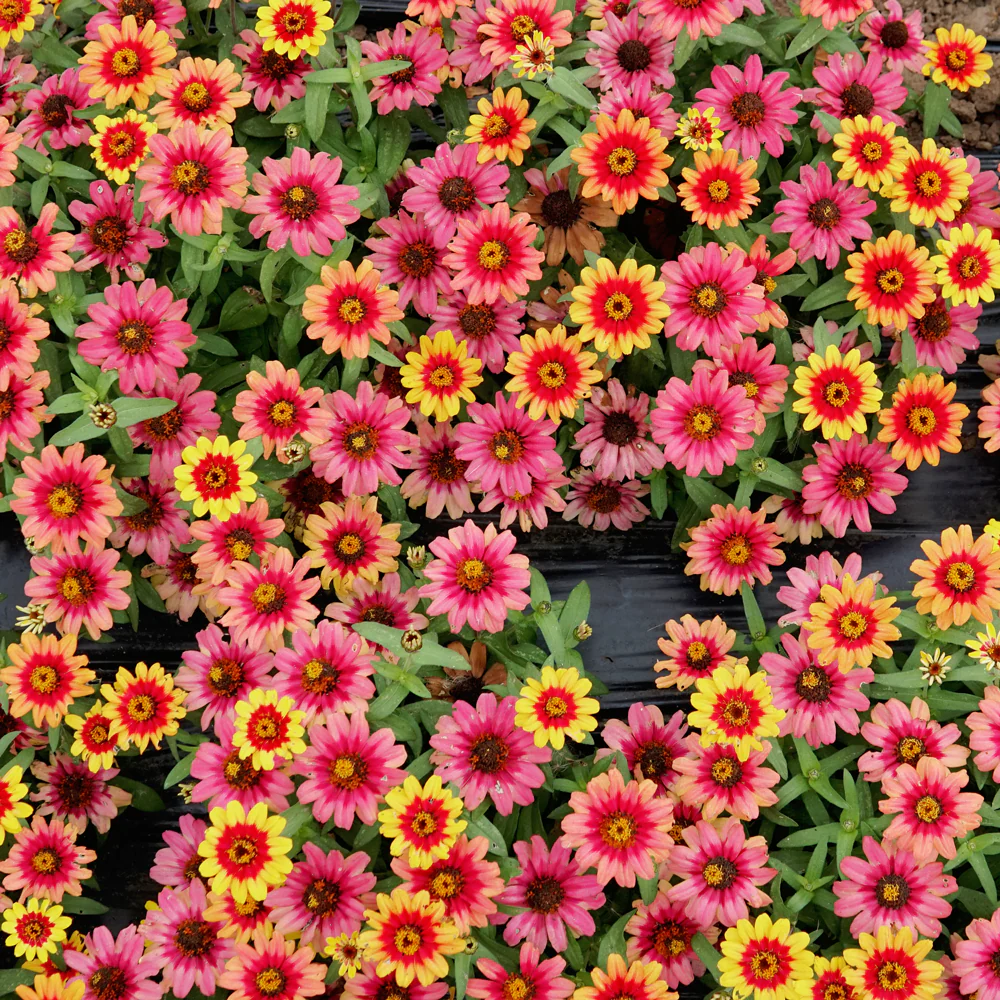 Profusion Red Yellow Bicolor Zinnia - Image 3