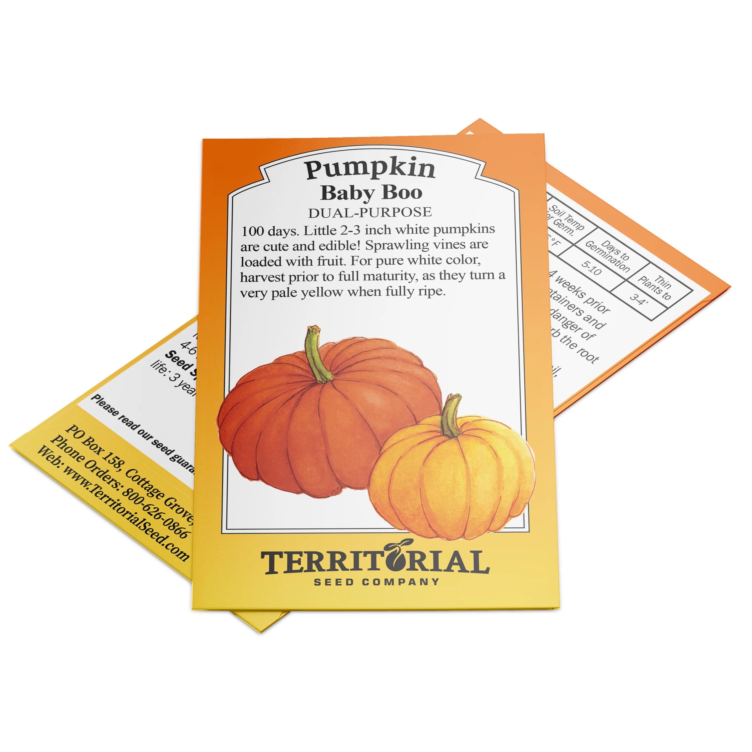 Baby Boo Pumpkin - Image 3