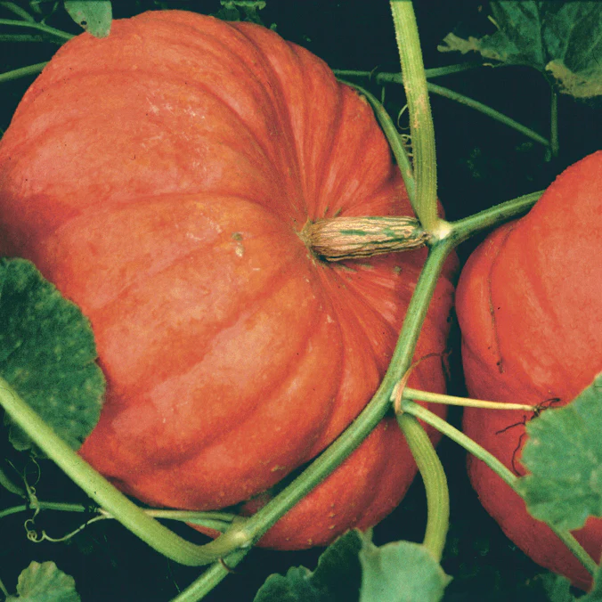 Cinderella (Rouge Vif D’etampes) Pumpkin - Image 3