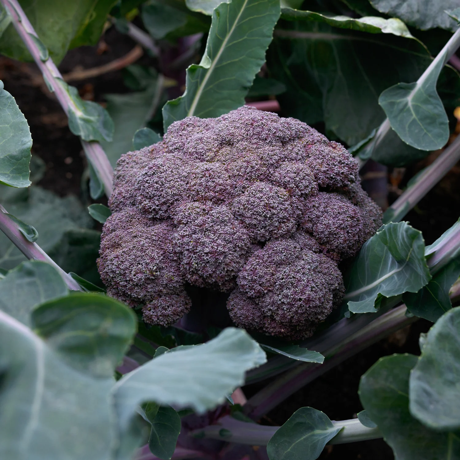 Purple Magic Broccoli - Image 3