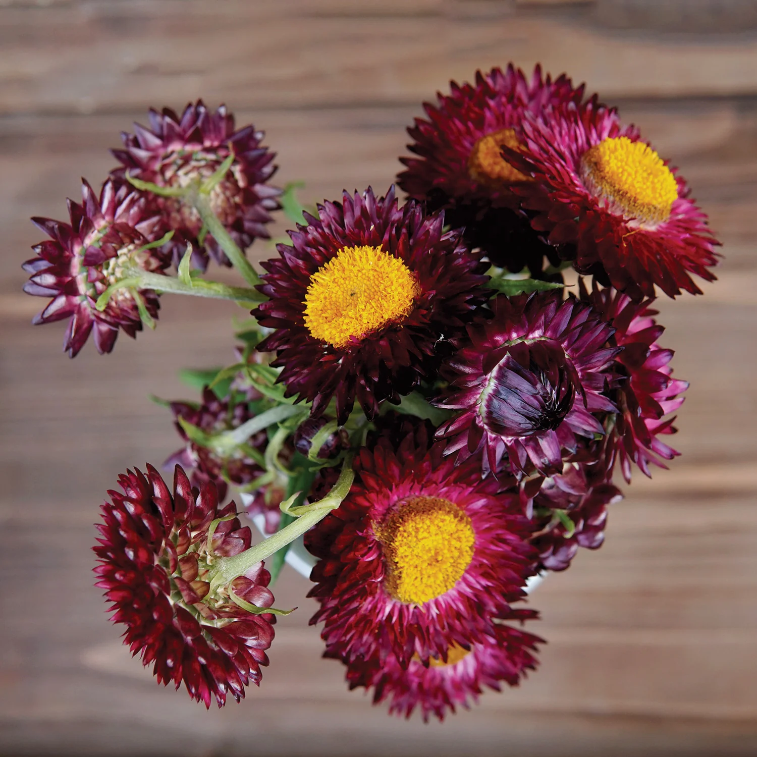 Purple Red Strawflower