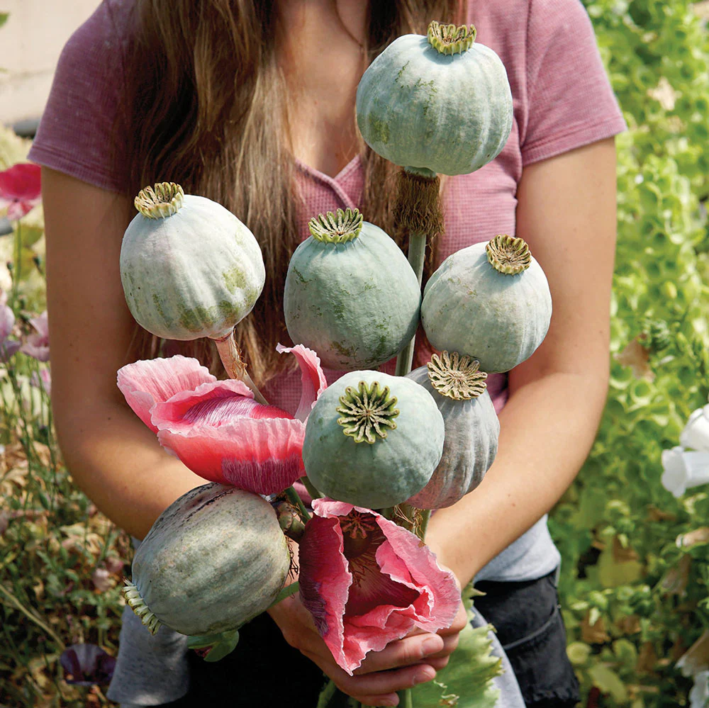 Qis® Bowling Ball Poppy