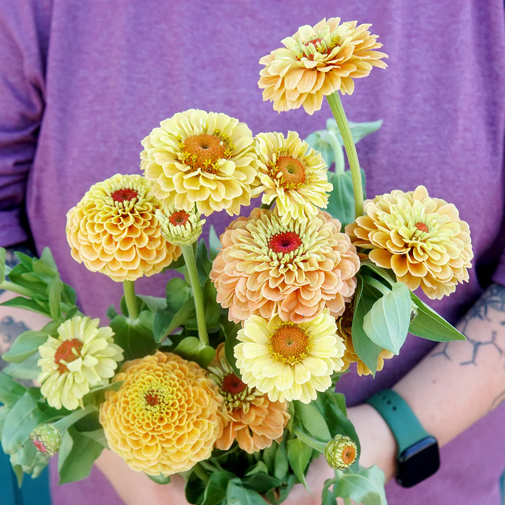 Queen Lemon Peach Zinnia - Image 2