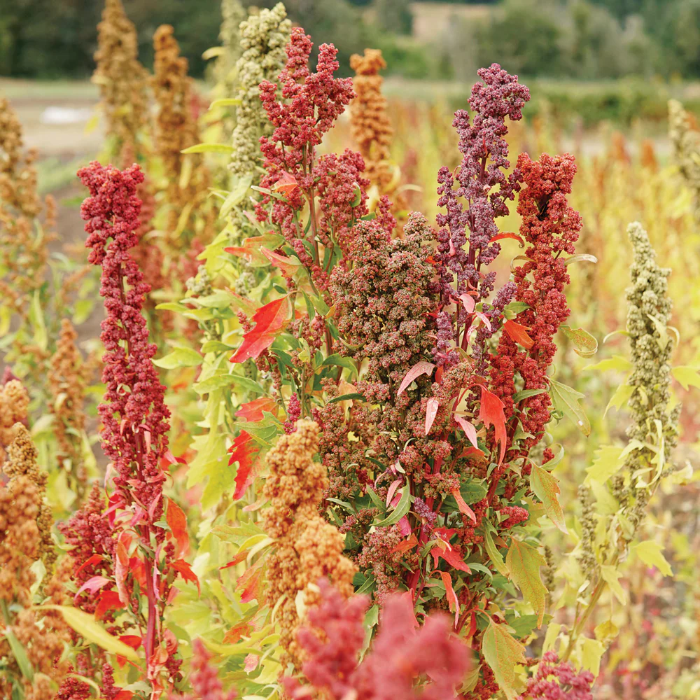 Brightest Brilliant Rainbow Quinoa - Image 2