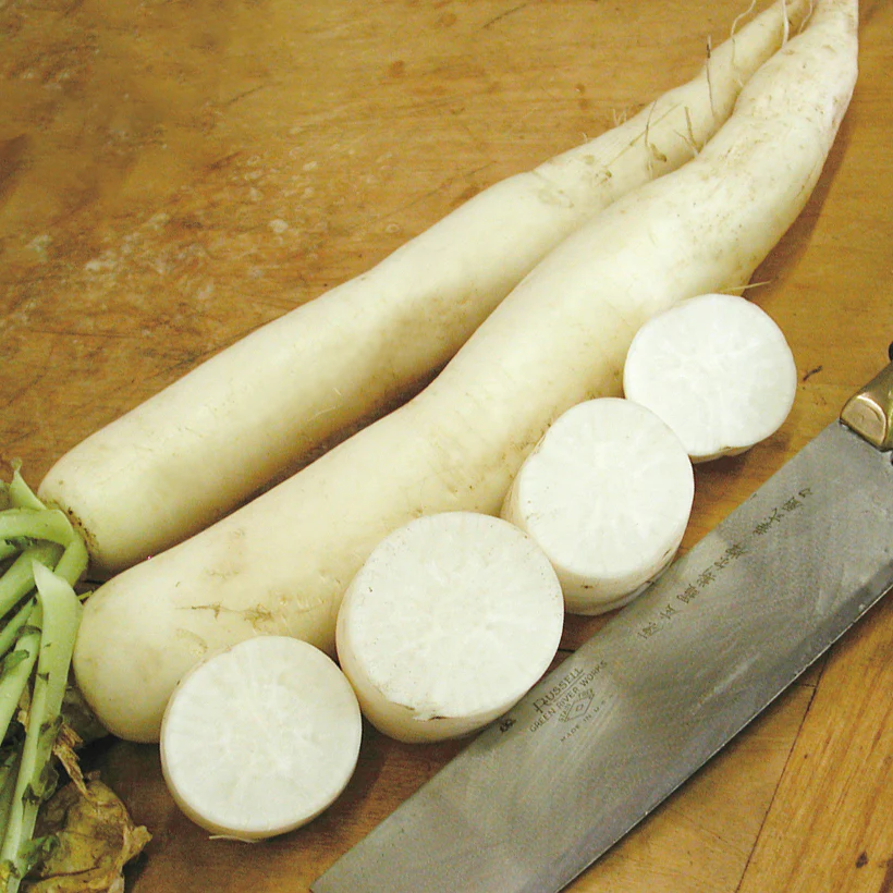 Minowase Summer Cross No. 3 Daikon Radish - Image 3