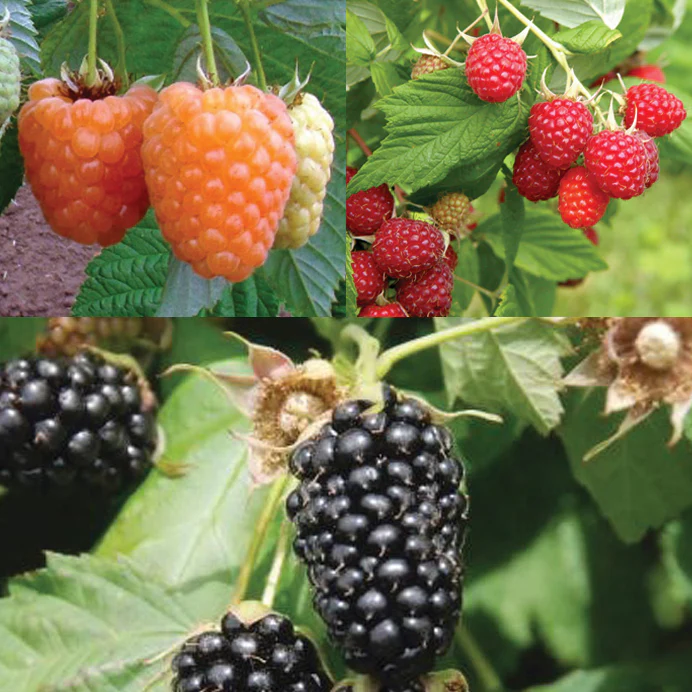 Caneberry Plant Collection