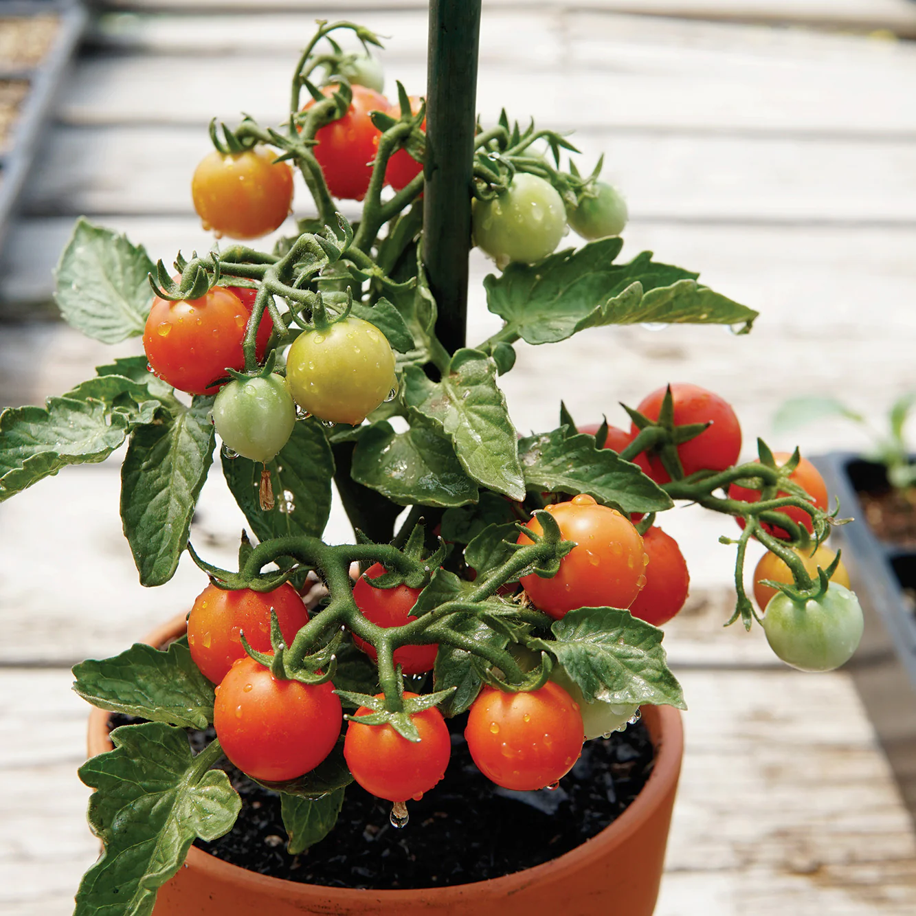 Red Velvet Tomato