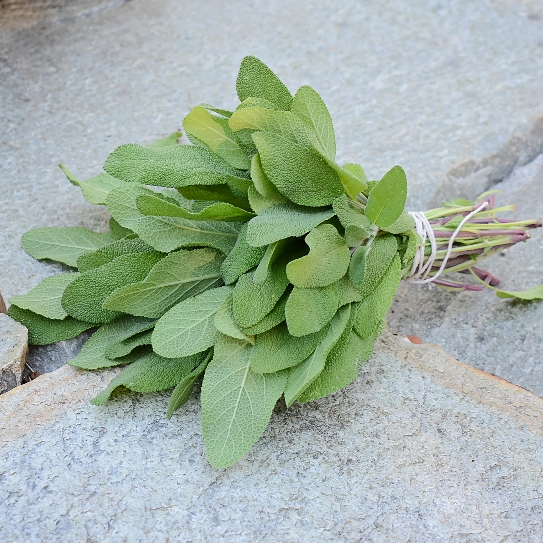 Grower's Friend Sage