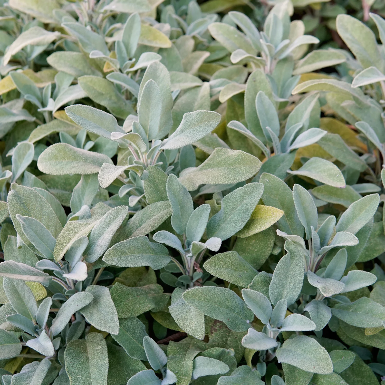 Grower's Friend Sage - Image 2