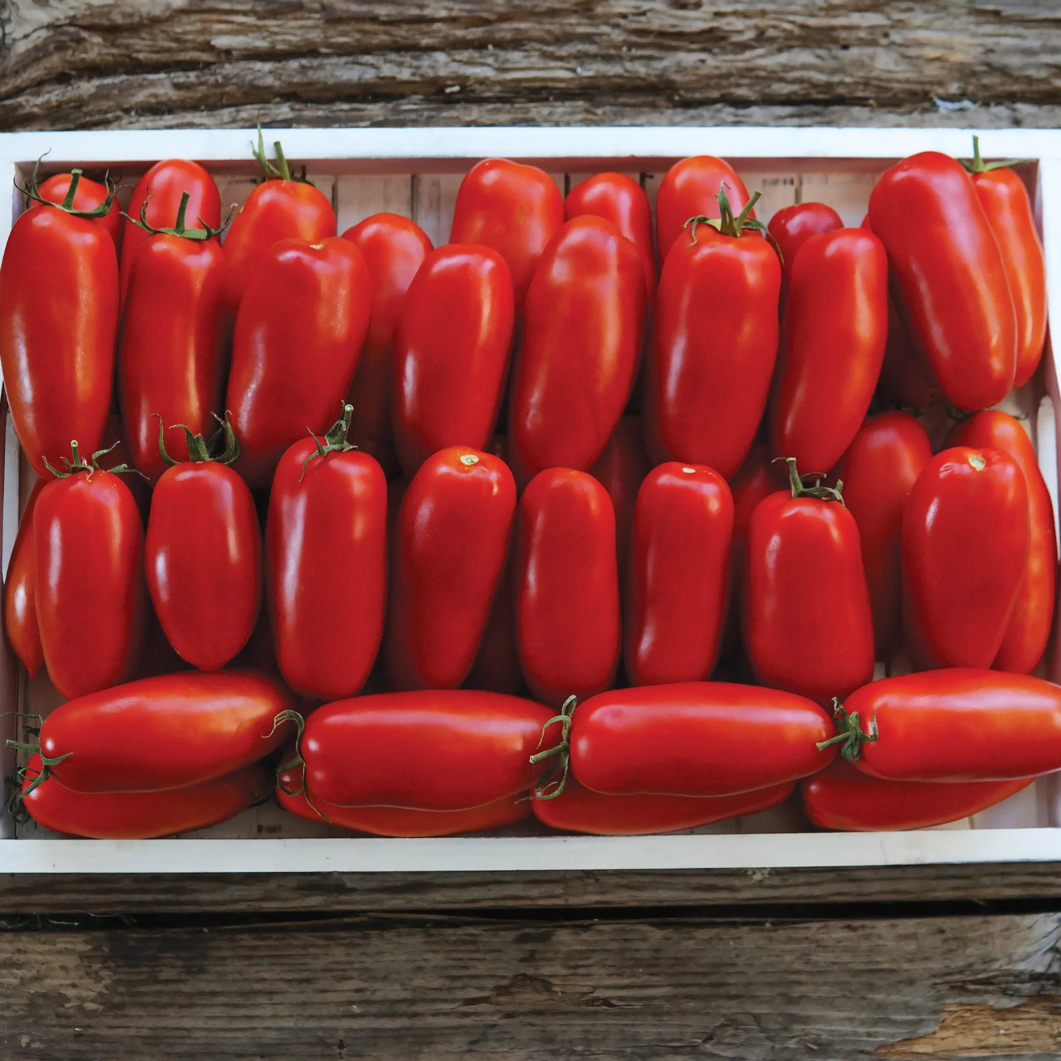 Pomodoro Squisito Tomato