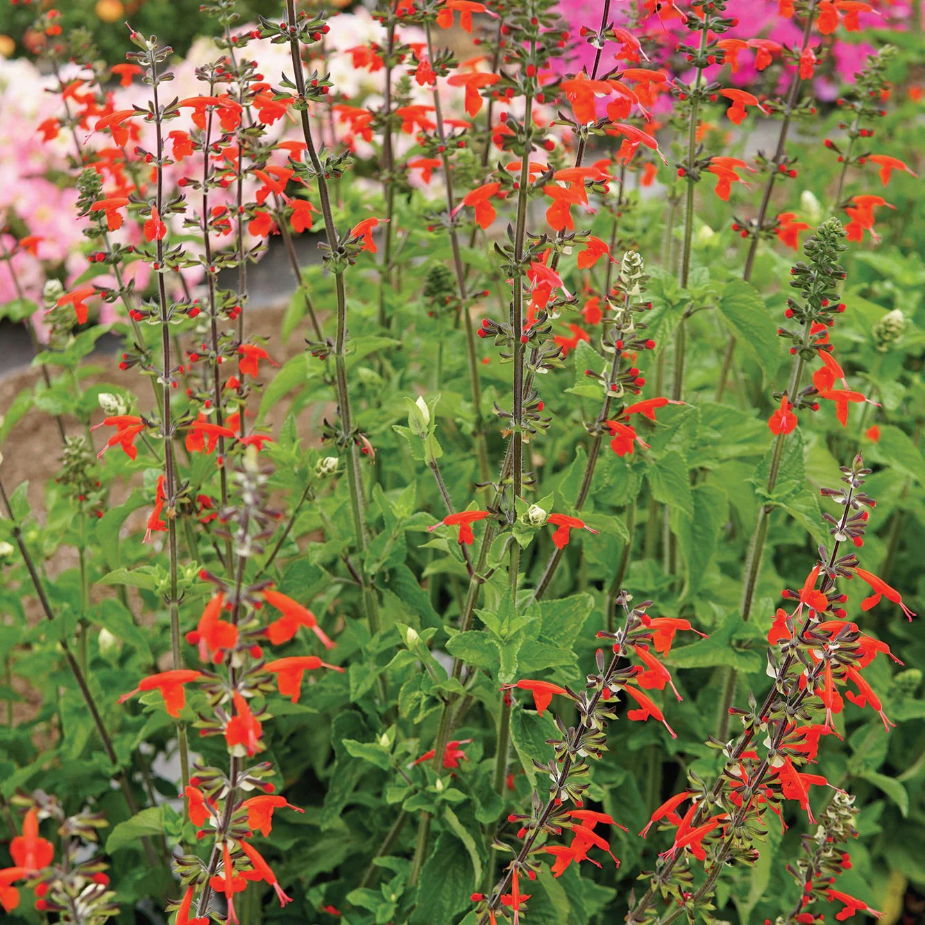 Scarlet Sage Salvia