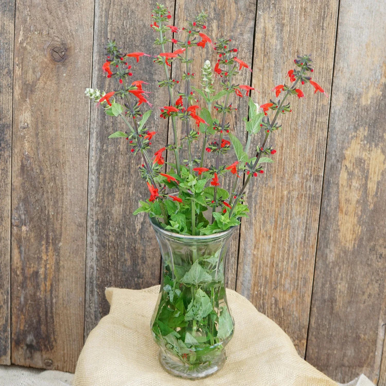 Scarlet Sage Salvia - Image 2