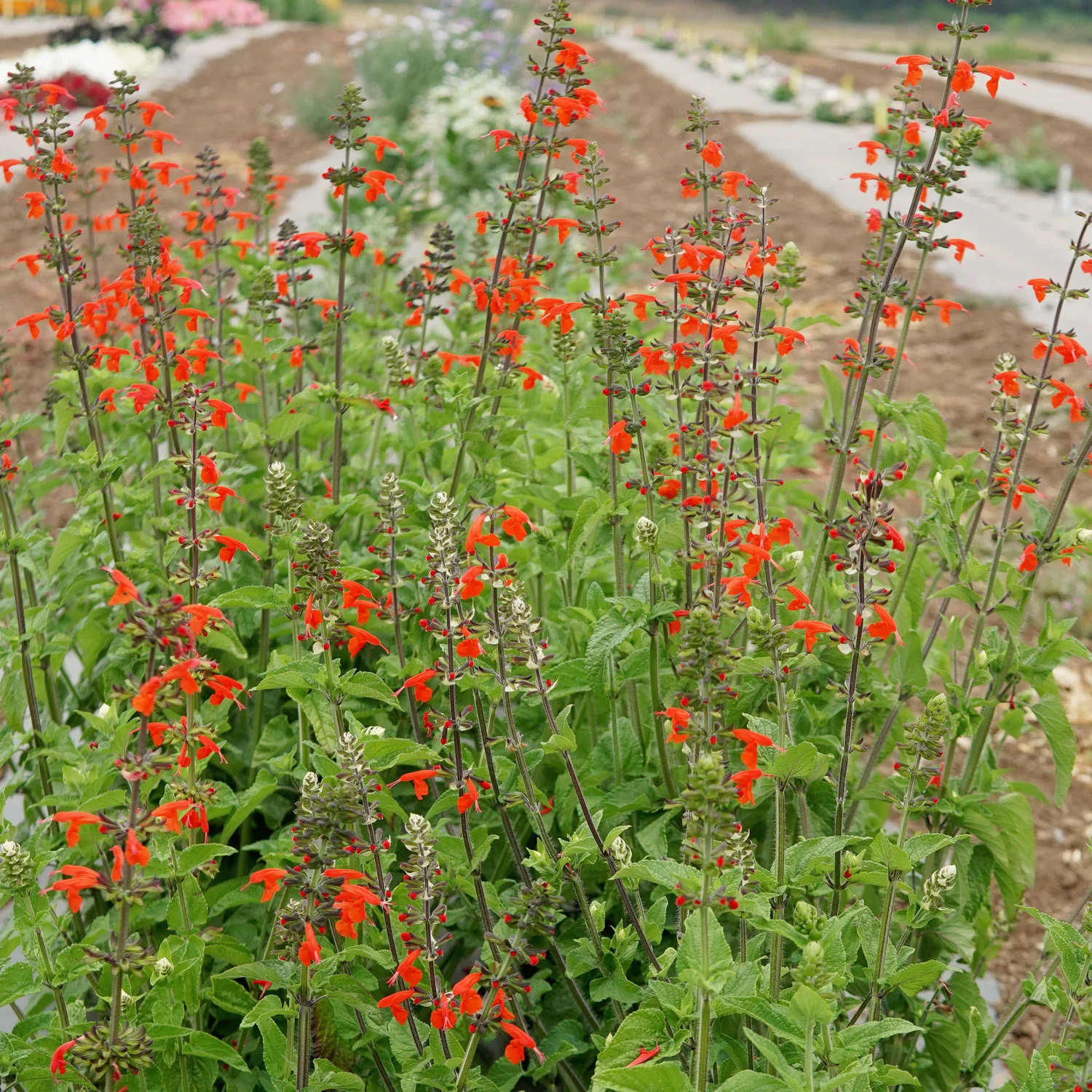 Scarlet Sage Salvia - Image 4