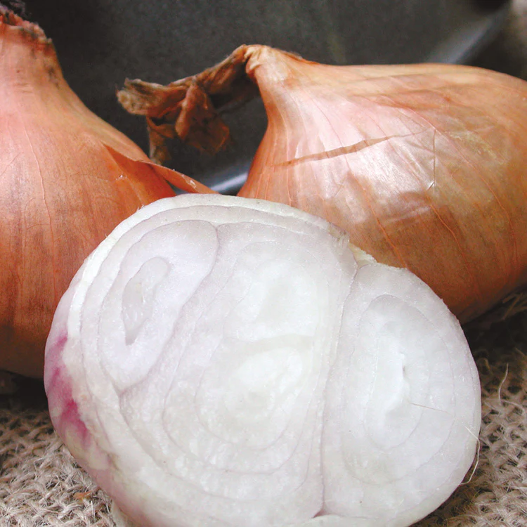 Santé Shallot Bulb - Image 2