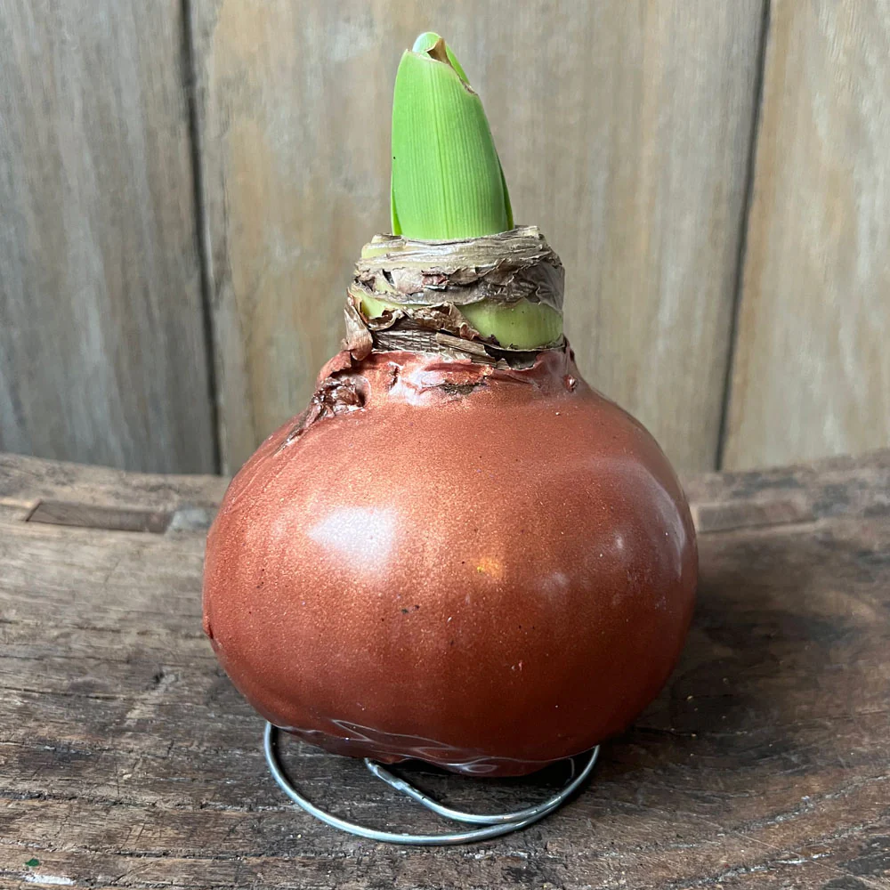Shiny Wax Amaryllis - Image 3