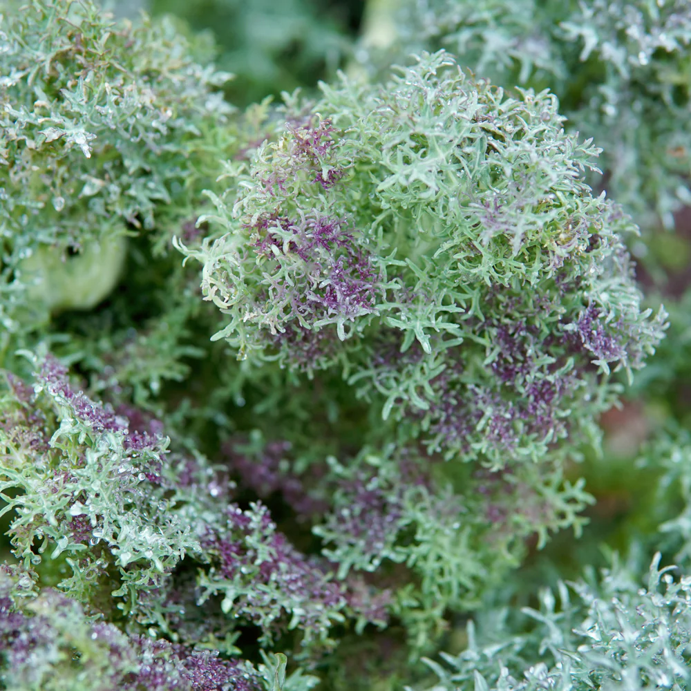 Siber Frills Kale - Image 3