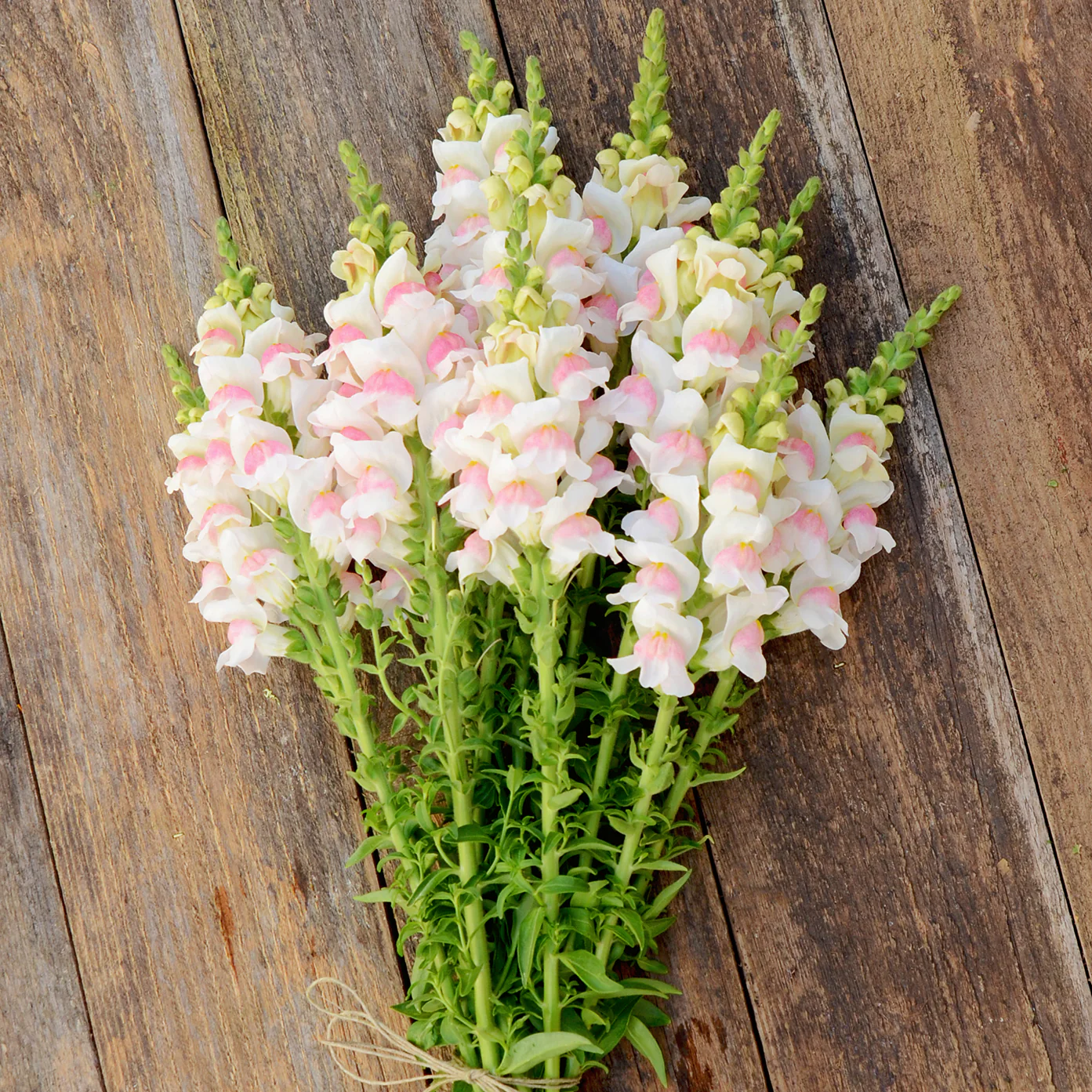 Potomac™ Appleblossom Snapdragon