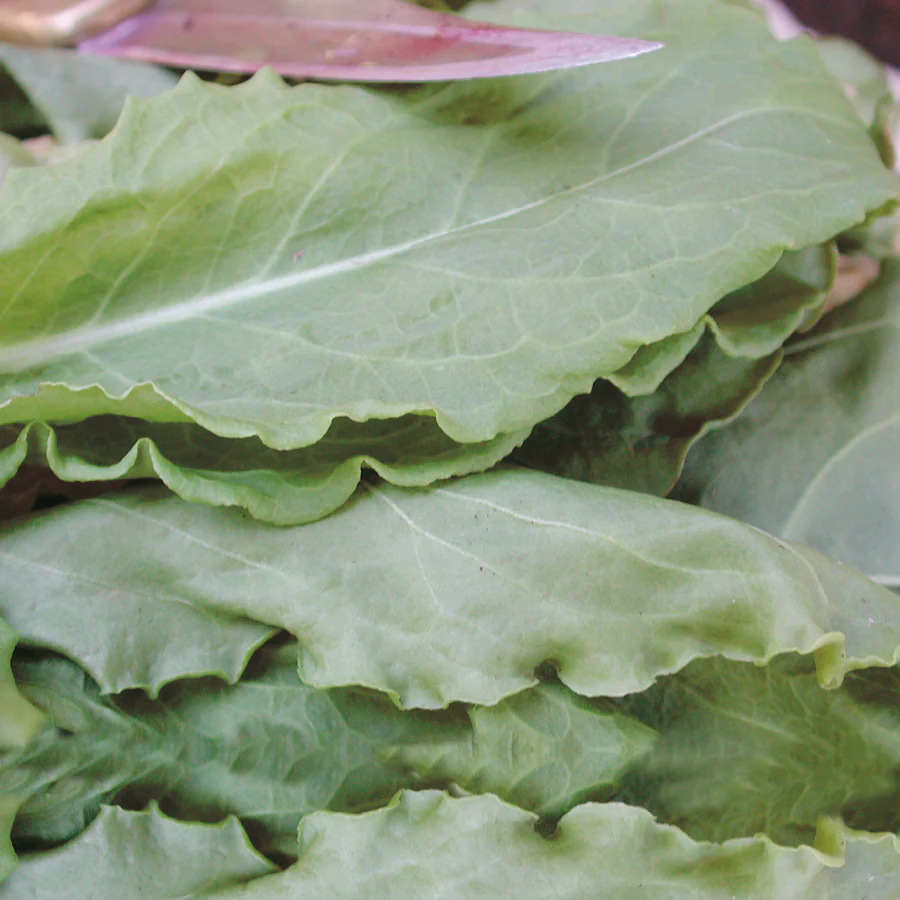 French Sorrel - Image 2
