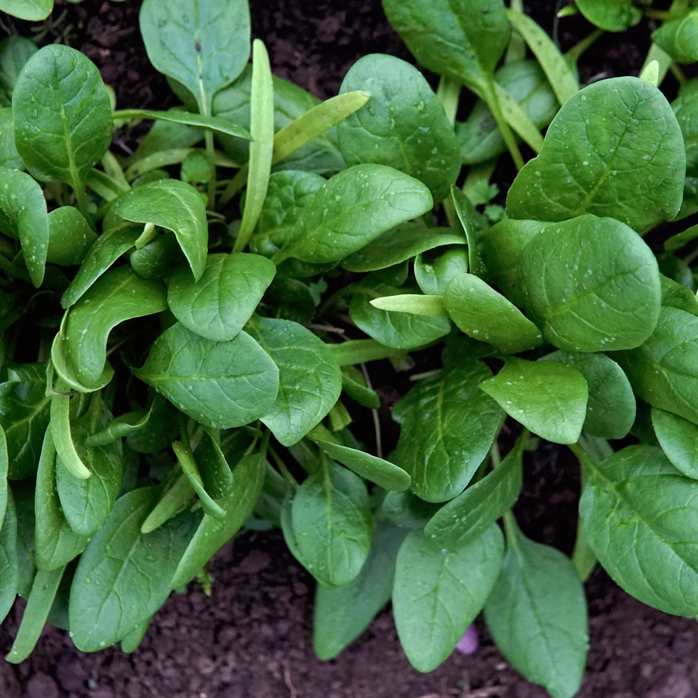 Space Spinach - Image 2