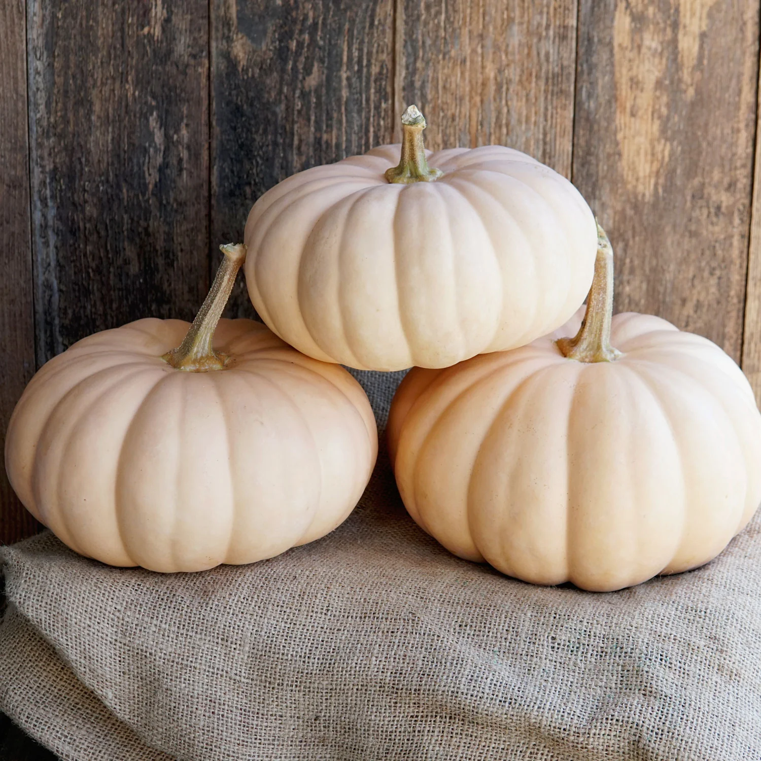 Spellcast Winter Squash - Image 2