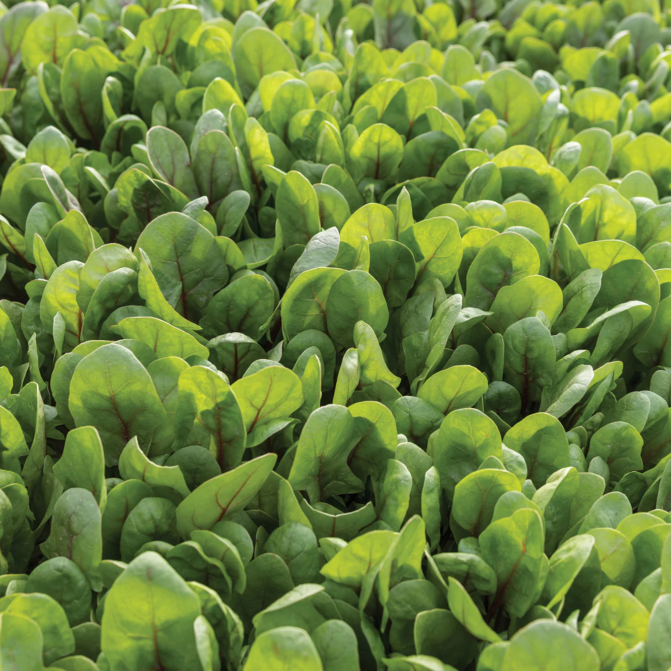 Red Tabby Spinach - Image 3