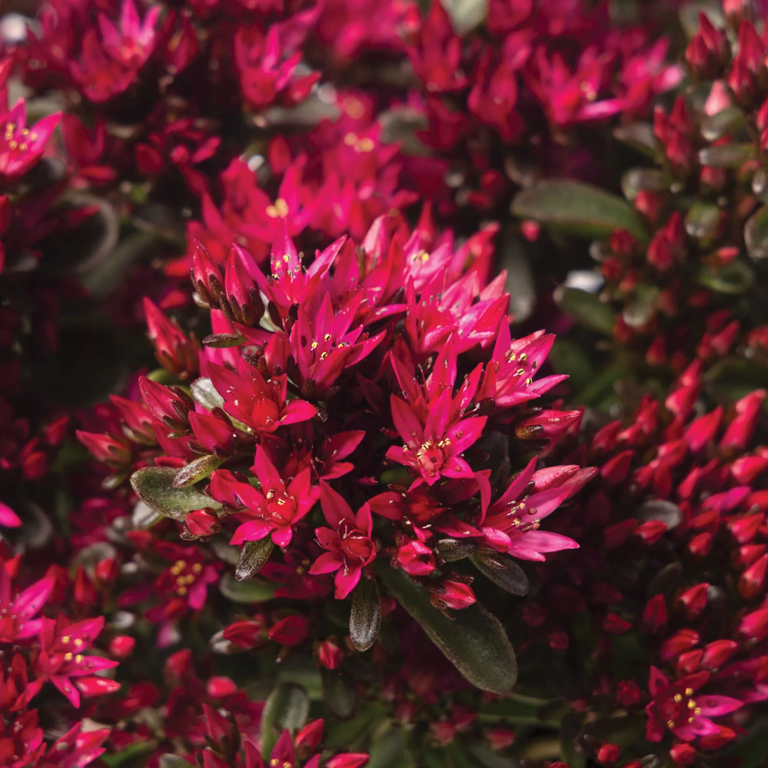 Spot On™ Red Sedum Plant