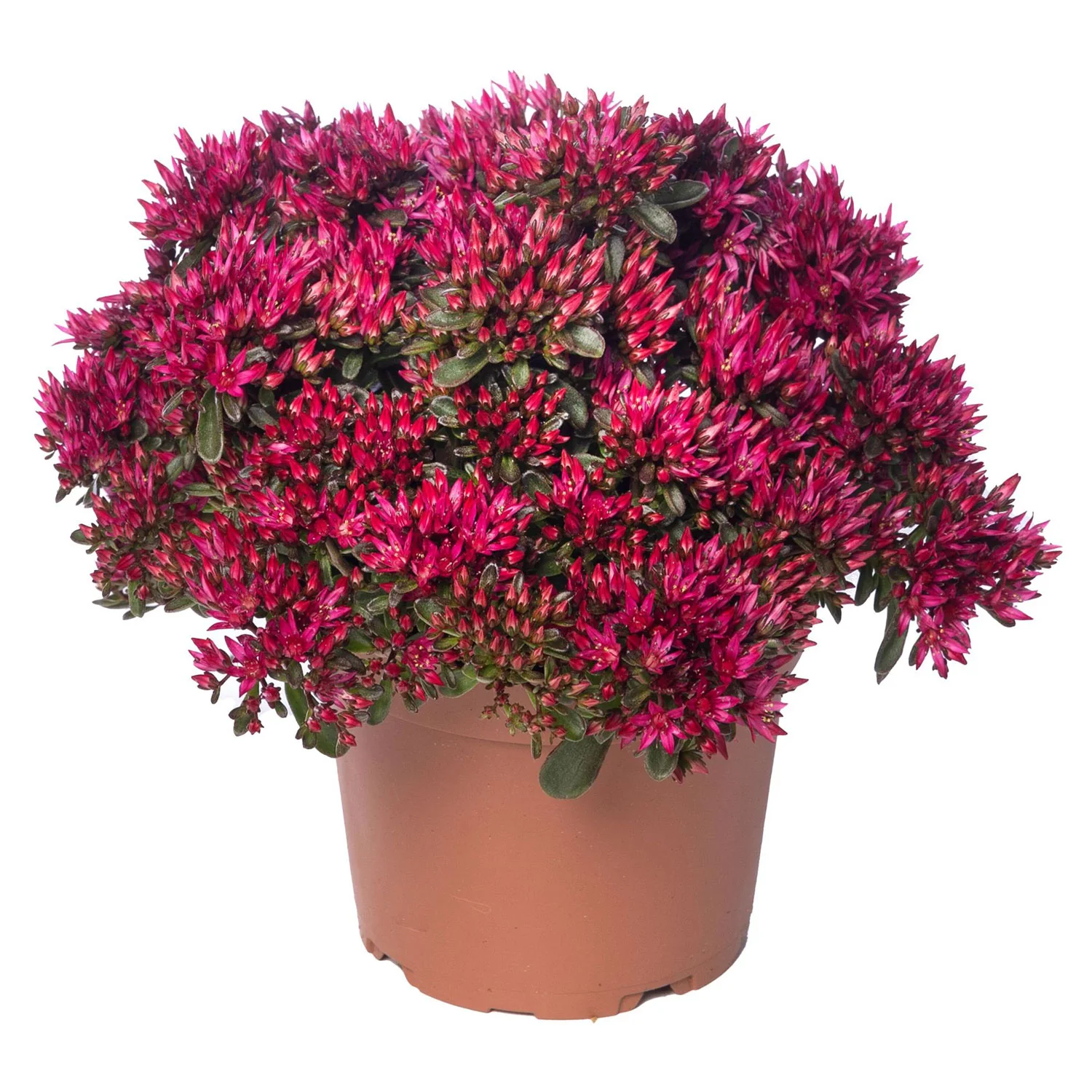 Spot On™ Red Sedum Plant - Image 2