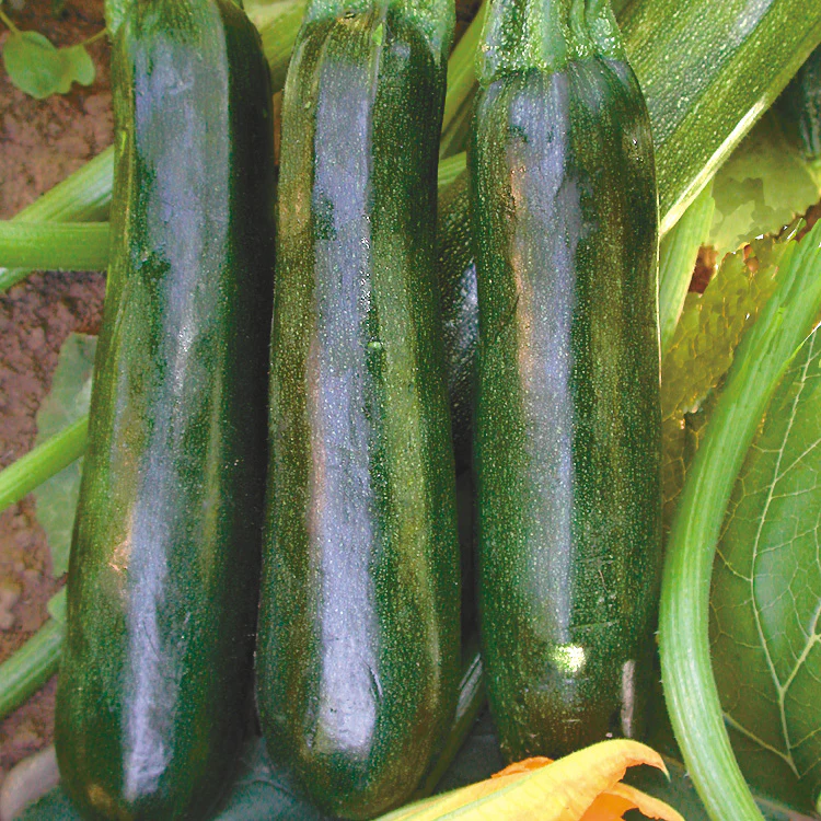 Black Beauty Summer Squash - Image 2