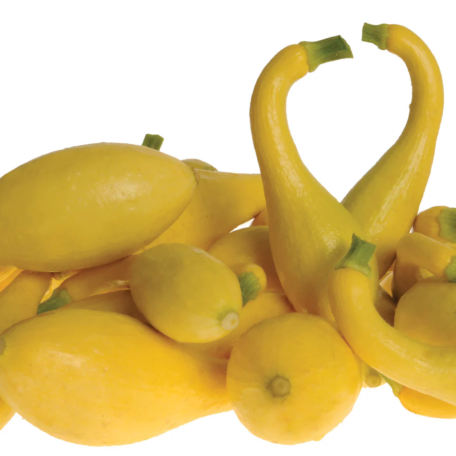 Delta Summer Squash - Image 2