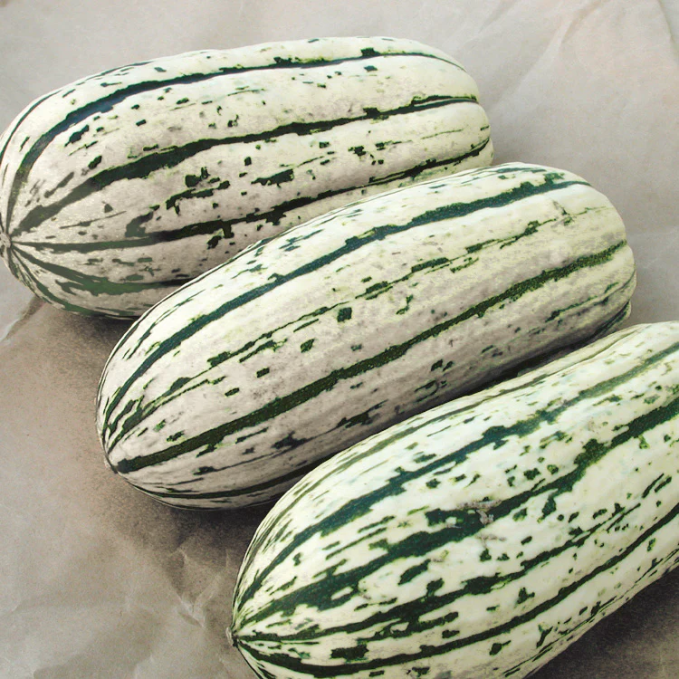 Bush Delicata Winter Squash - Image 3
