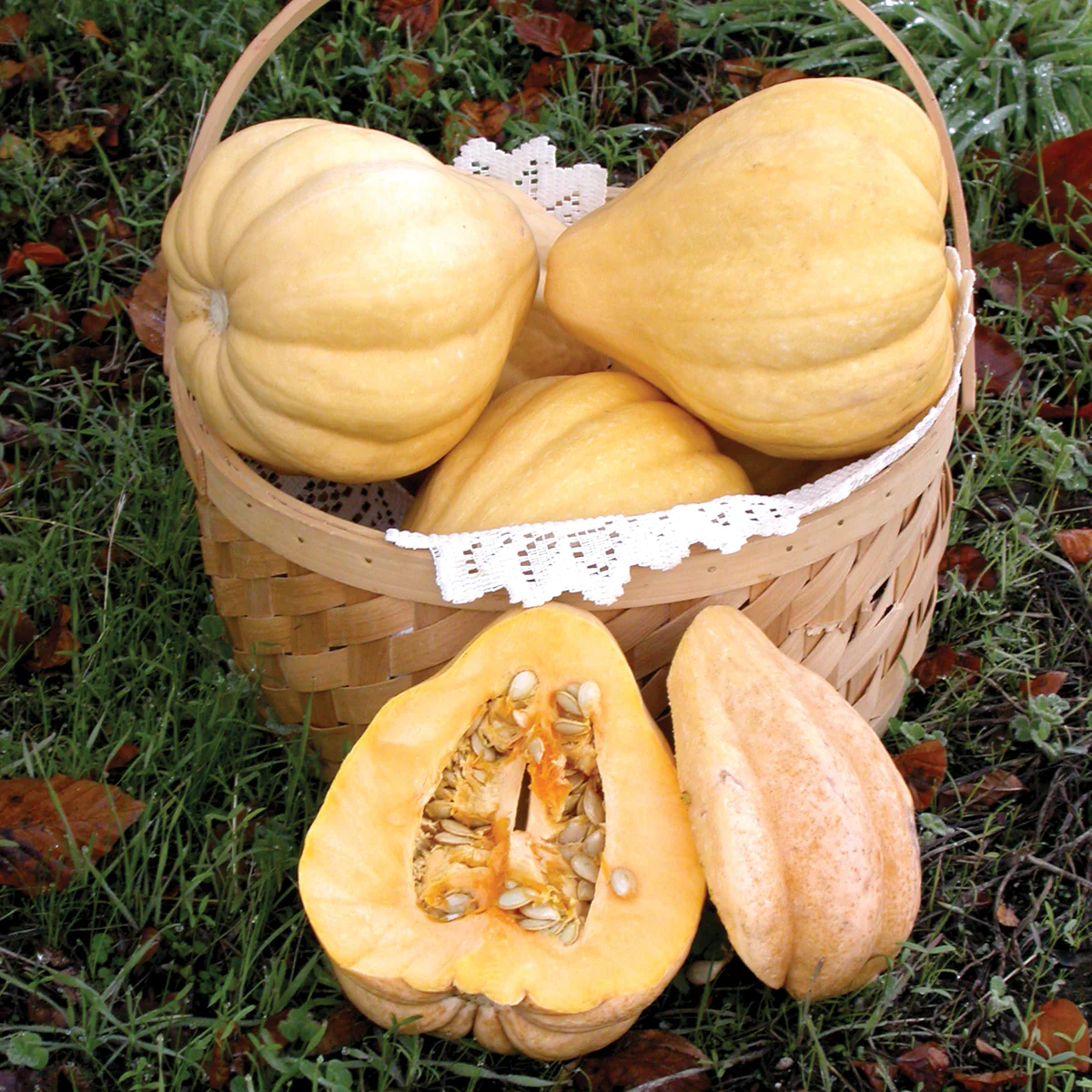 Thelma Sanders' Sweet Potato Winter Squash - Image 3