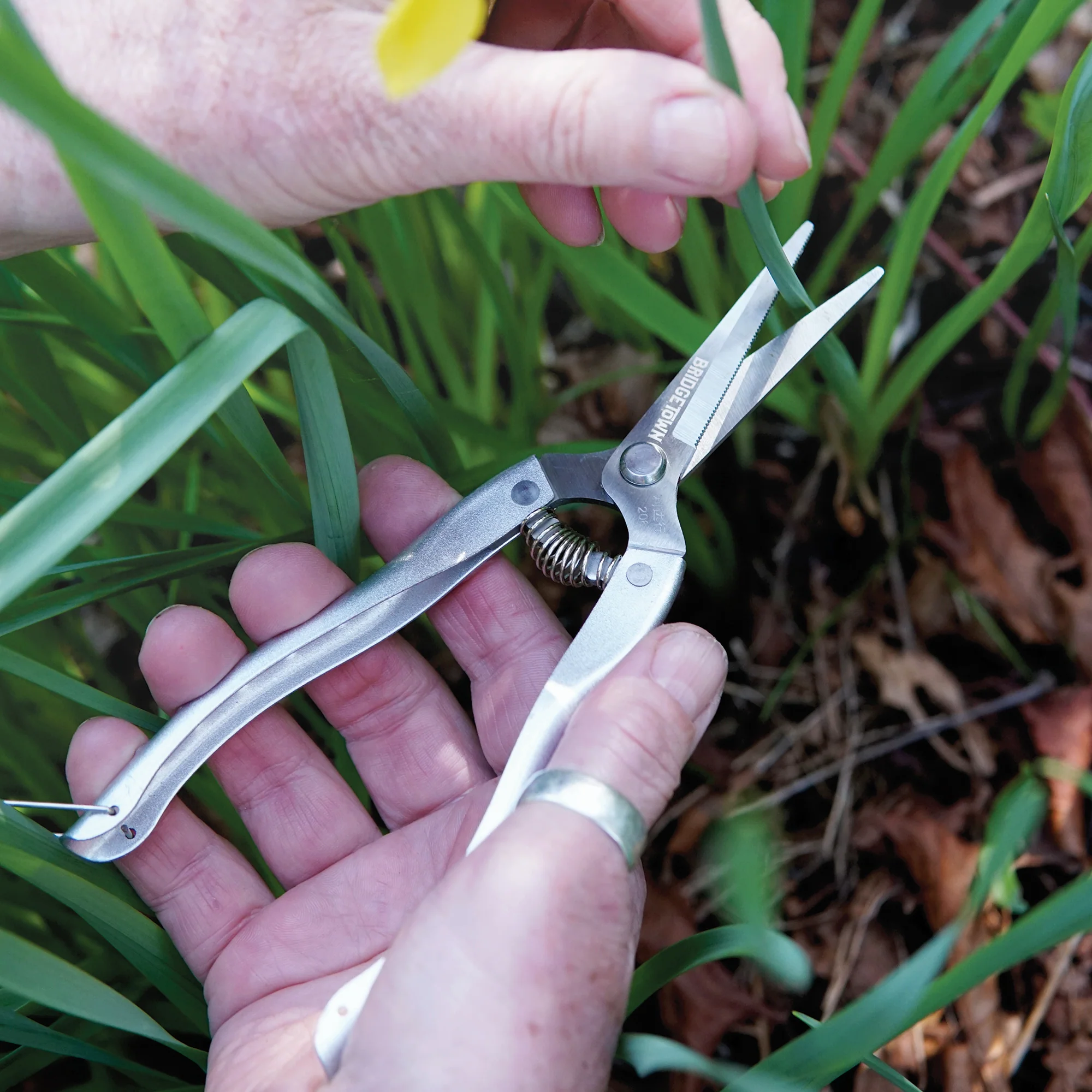 Stainless Steel Snips